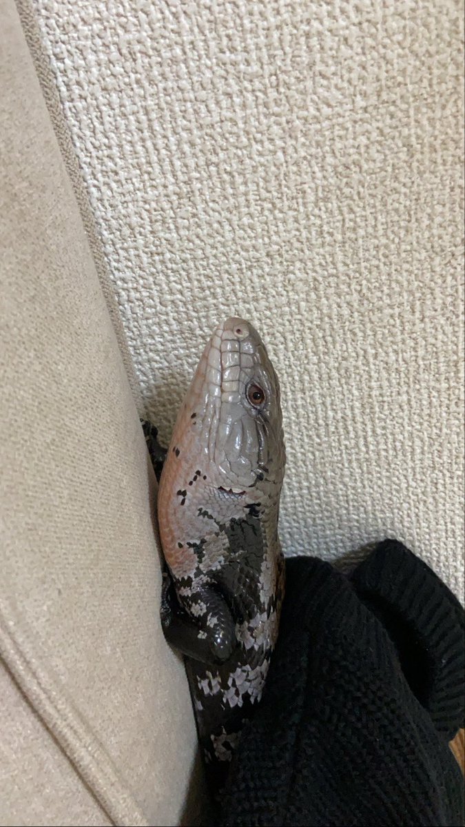 Reopa_claire's tweet photo. 起きたと思ったら寝てた!!! https://t.co/AgUueSVgbV