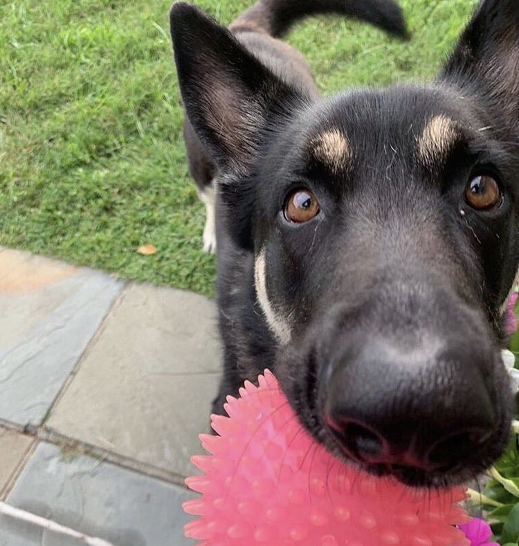 Jasonwalls92's tweet image. Joe Biden not even mentioning his two dogs - Major and Champ - in his victory speech is nothing short of a shocking snub. #FirstDogs