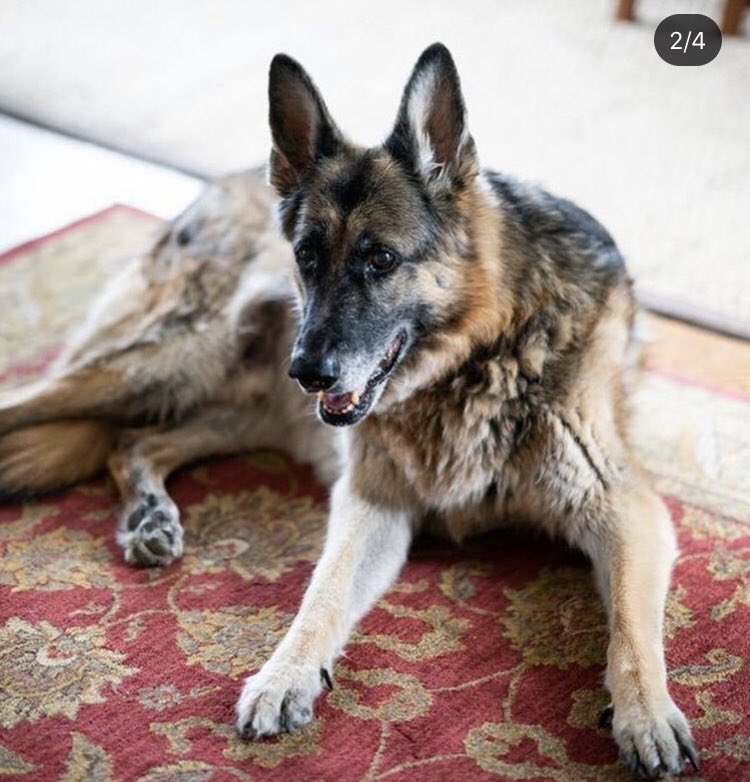 Jasonwalls92's tweet image. Joe Biden not even mentioning his two dogs - Major and Champ - in his victory speech is nothing short of a shocking snub. #FirstDogs