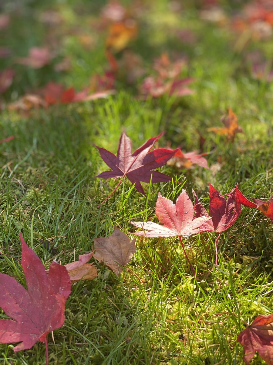 日光の紅葉 日光の紅葉