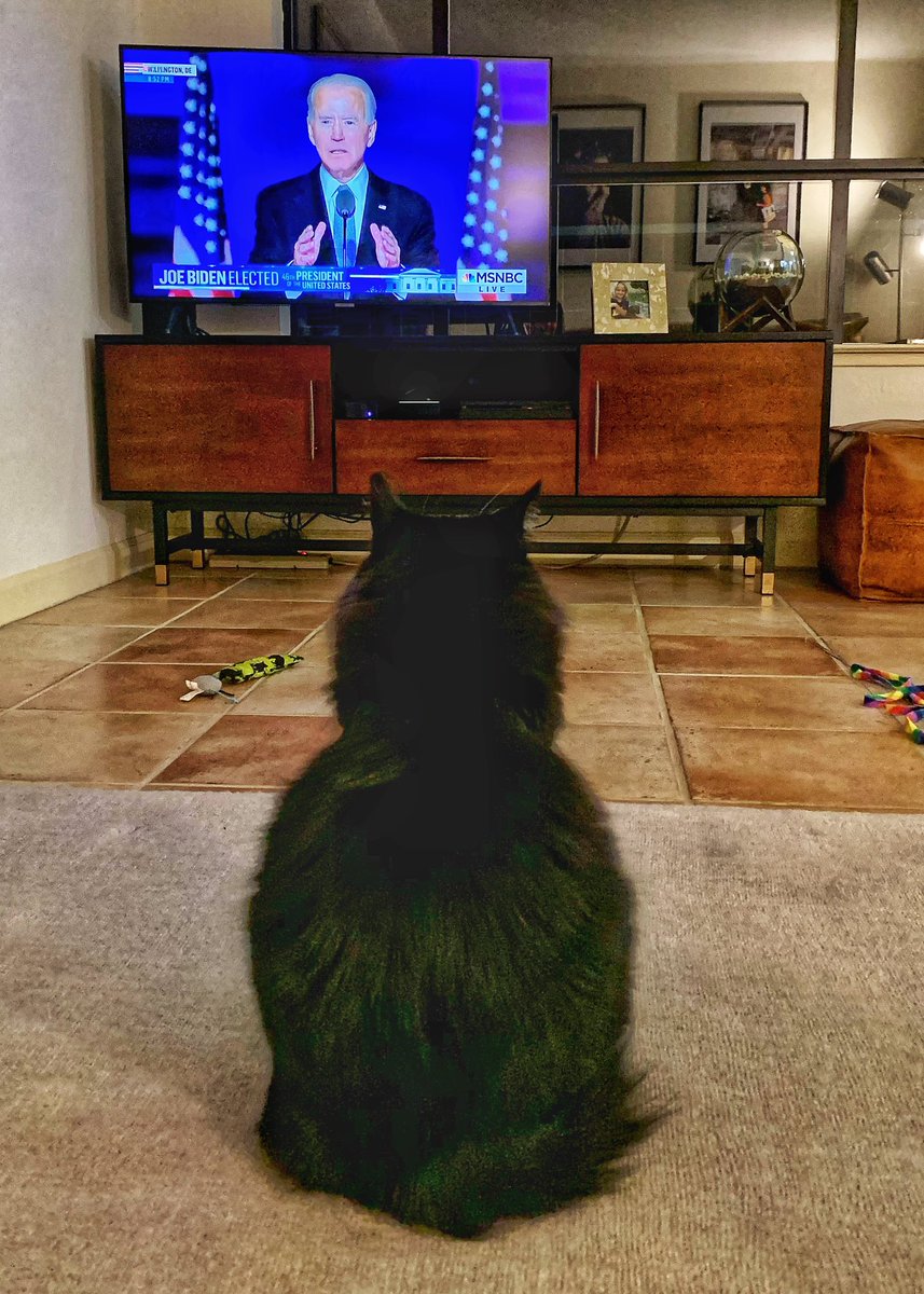 Americans of all shapes sizes and species gather for <a href="/JoeBiden/">Joe Biden</a>’s speech that starts America’s healing. #BidenHarris2020