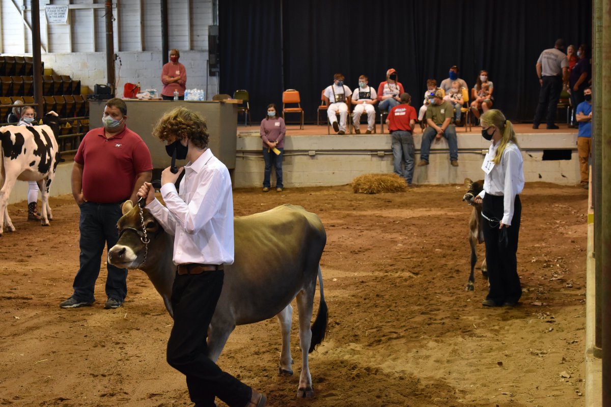 DavidMOvercash's tweet photo. Today was a nice day to spend at the Iredell County Fairgrounds, as four @southrowanFFA members exhibited heifers at the District Jr. Dairy Show.  Proud of each of them for the hours of preparation for this event. https://t.co/ldBKTv2cvI