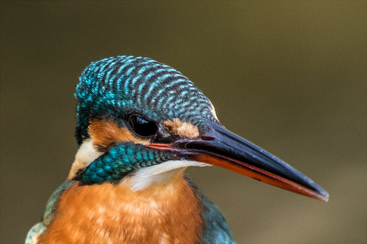 ありがたい……

カワセミは本当に意外と街中にいるのです
探してみてね

まずは鳴き声をおぼえるといいぞ! 