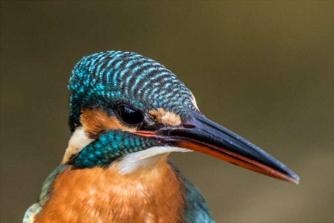 ありがたい……

カワセミは本当に意外と街中にいるのです
探してみてね

まずは鳴き声をおぼえるといいぞ! 