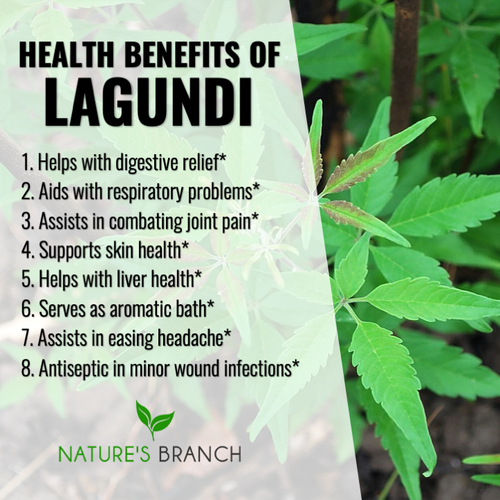Nature's Branch on Twitter "HEALTH BENEFITS OF LAGUNDI 🌿 This herb has