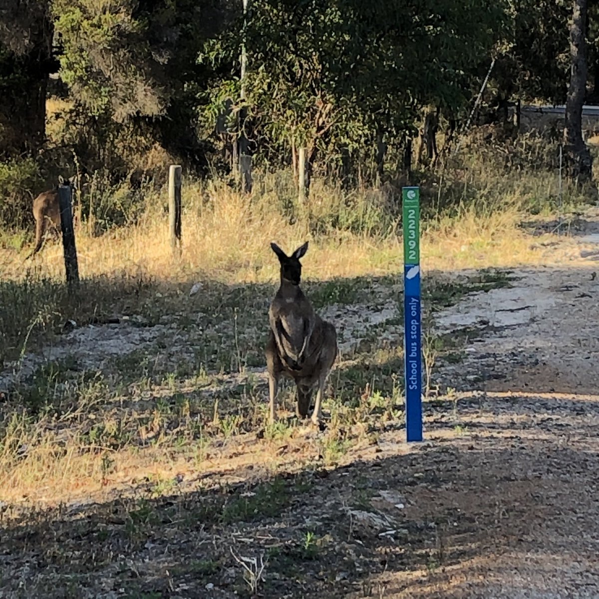 Barnsy_Lisa's tweet photo. Ellenbrook kangaroos also keen on a train, Sunday bus schedules aren’t great. #ebklife https://t.co/iapjIP74gl