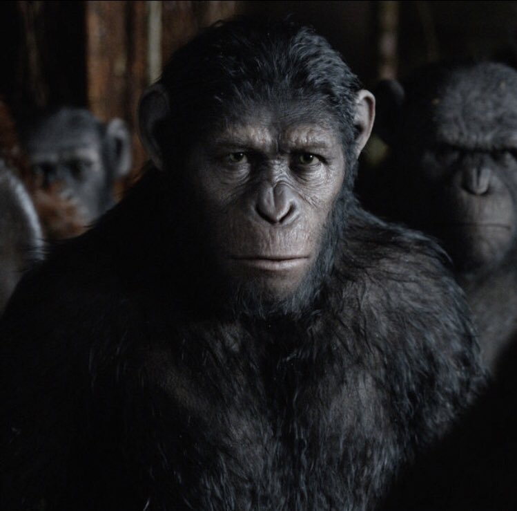 Caesar - WORLDS SEXIEST APE - 100/10  - invented socialism- most intelligent leader of all time- julius caesar was named after him- eradicated the prison system - educator - killed humanity- died for the boys