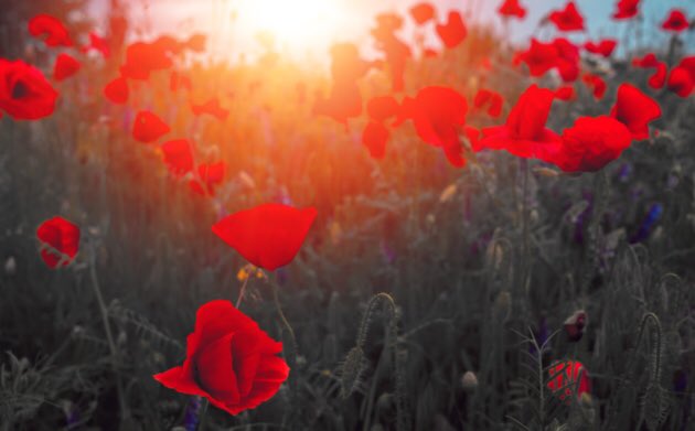 hayleylotusflo1's tweet image. ICYMI This is part 1 of my Remembrance Day posts featuring novels I’ve read about WWI and it’s aftermath. 

#RemembranceSunday #WWIFiction #historicalfiction #amreading #PoppyAppeal #bookblog