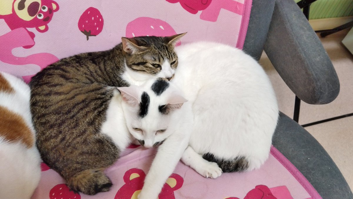 ねこのひみつ基地 Nekohimitsukiti Twitter