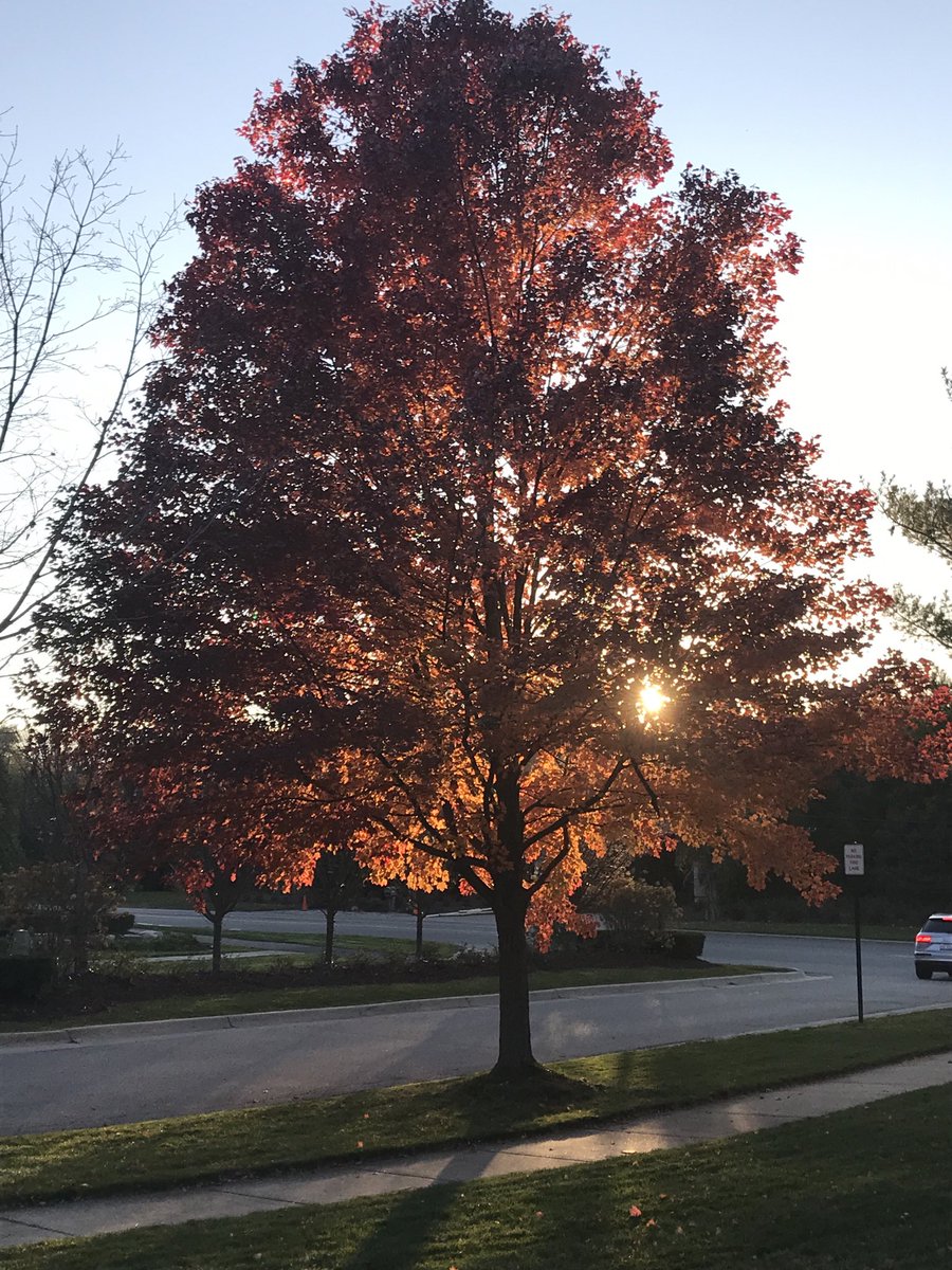 Stellar Division tweet media