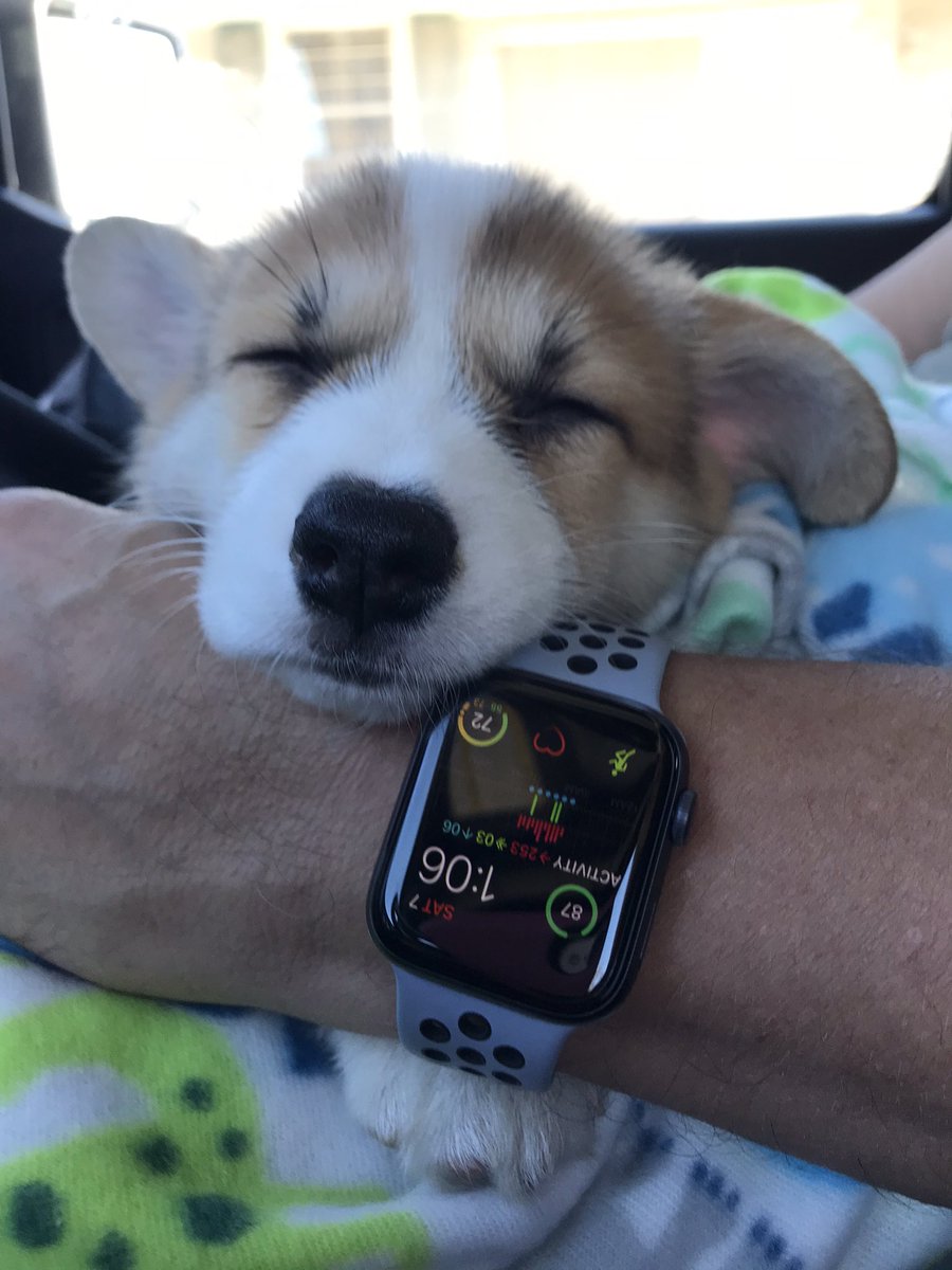 KJLippert's tweet photo. For your viewing pleasure, a really cute @Apple watch. You’re welcome. #corgi #apple https://t.co/iP5etWF1AQ