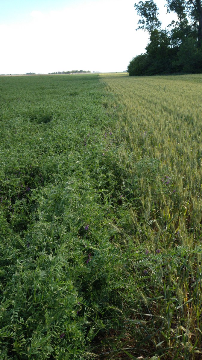 Las amigas de la Vicia.. #agricuturaamigable #Vicia #abejas #diversidad <a href="/CS_Divulgacion/">Cultivos de Servicios</a>