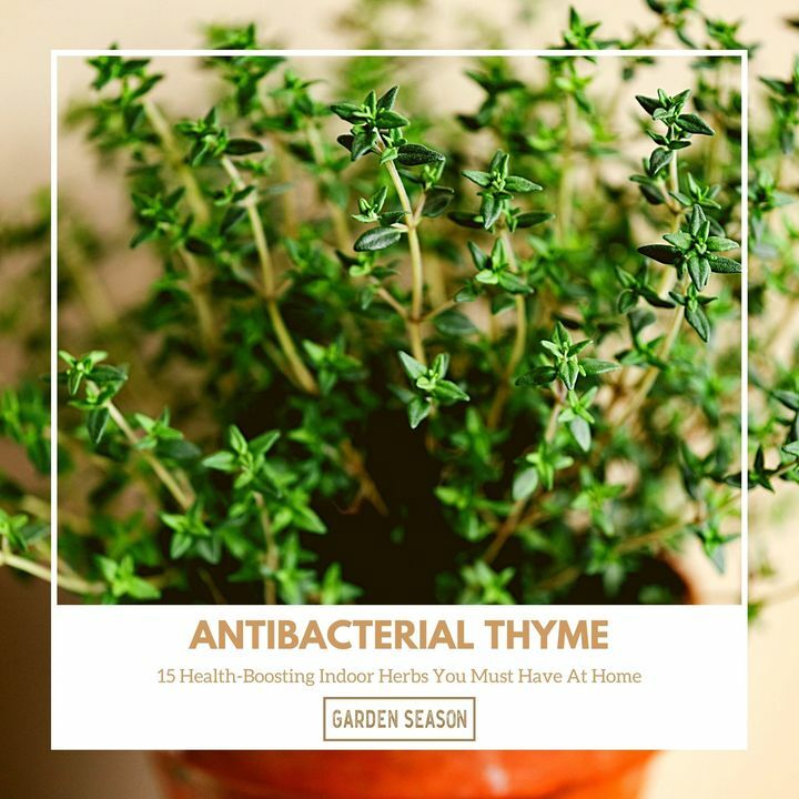 Thymol, an active ingredient in thyme, is used in antibacterial hand wash and other products. So now you know what to do with those extra sprigs of thyme.

bit.ly/indoor-herbs-h…