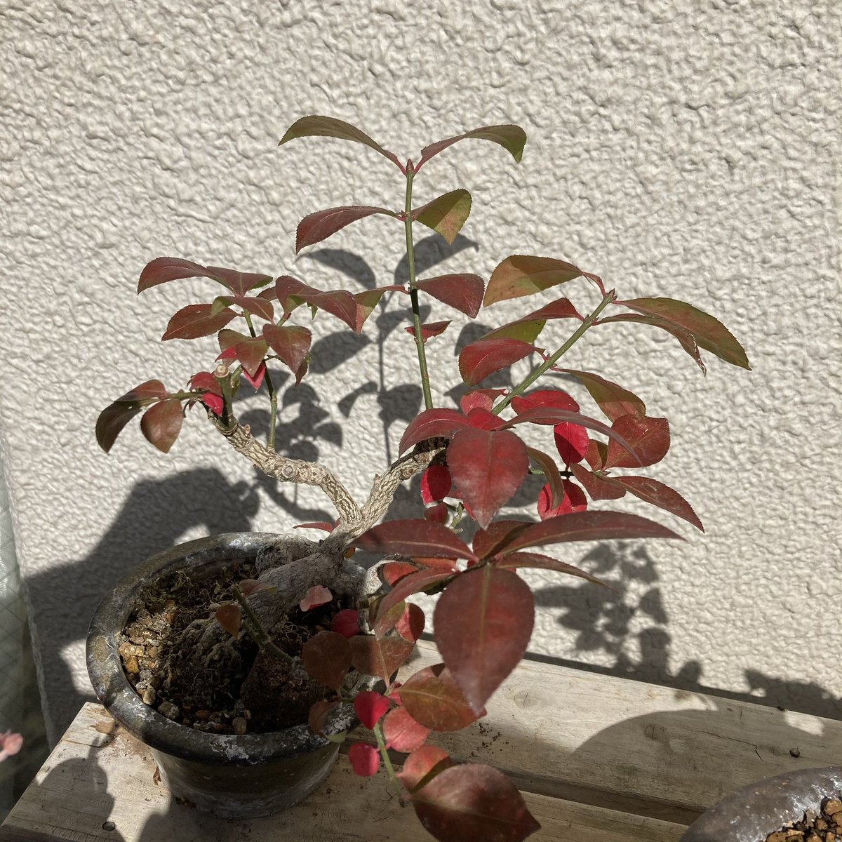 やどら コマユミがいい感じに紅葉してきました コマユミ 紅葉 盆栽 Bonsai 鉢植え 植物 ベランダ ベランダー ガーデニング ベランダ生活 やどら コマユミがいい感じに紅葉してきました コマユミ 紅葉 盆栽 Bonsai 鉢植え 植物 ベランダ ベランダー ガーデニング ベランダ生活