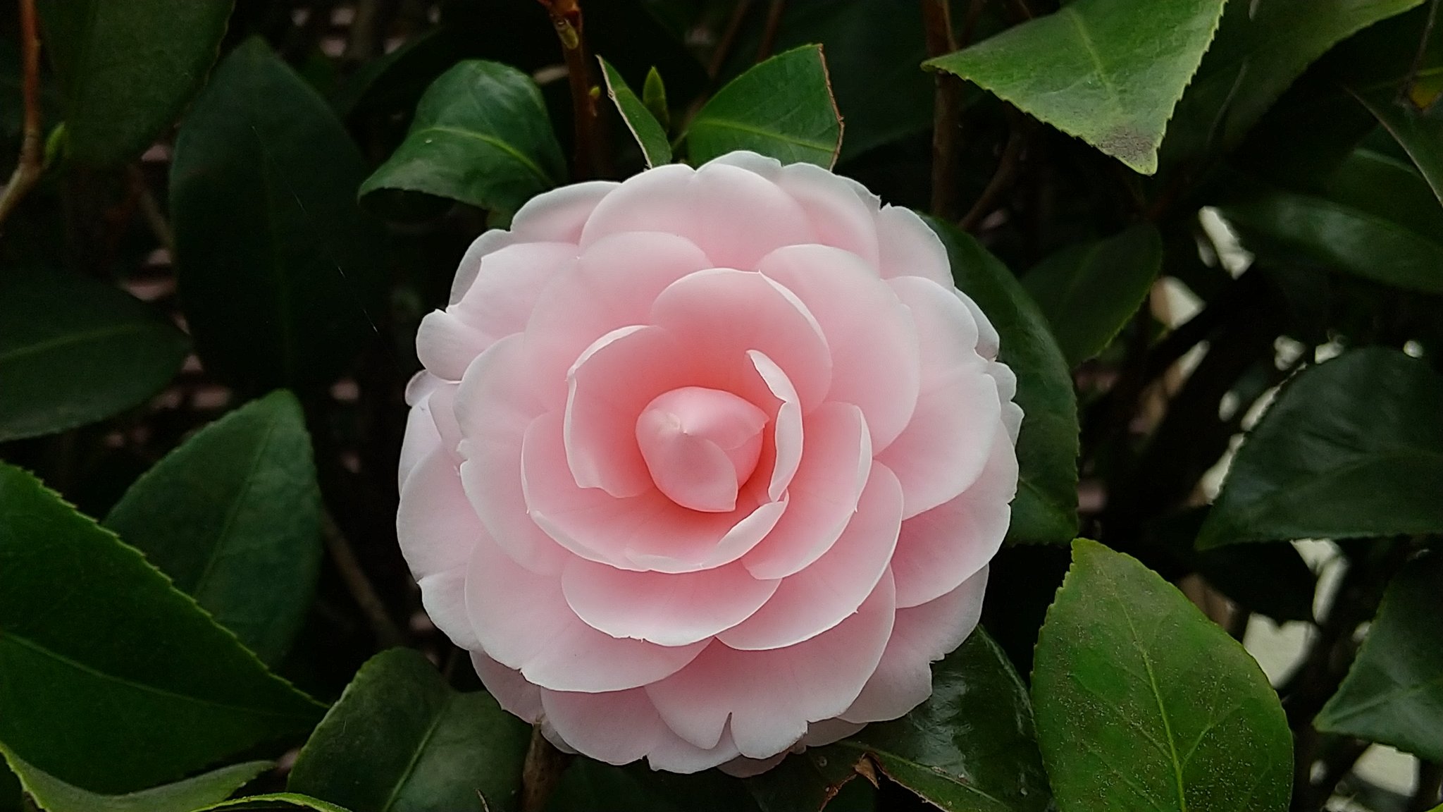 ゆみこ 美しい椿に出会いました まだほとんど蕾のなか一輪だけ凛と咲いていました 椿 凛として 花写真 花が好き T Co Esmm5lkwtl Twitter ゆみこ 美しい椿に出会いました まだほとんど蕾のなか一輪だけ凛と咲いていました 椿 凛として 花写真 花が好き T Co Esmm5lkwtl Twitter