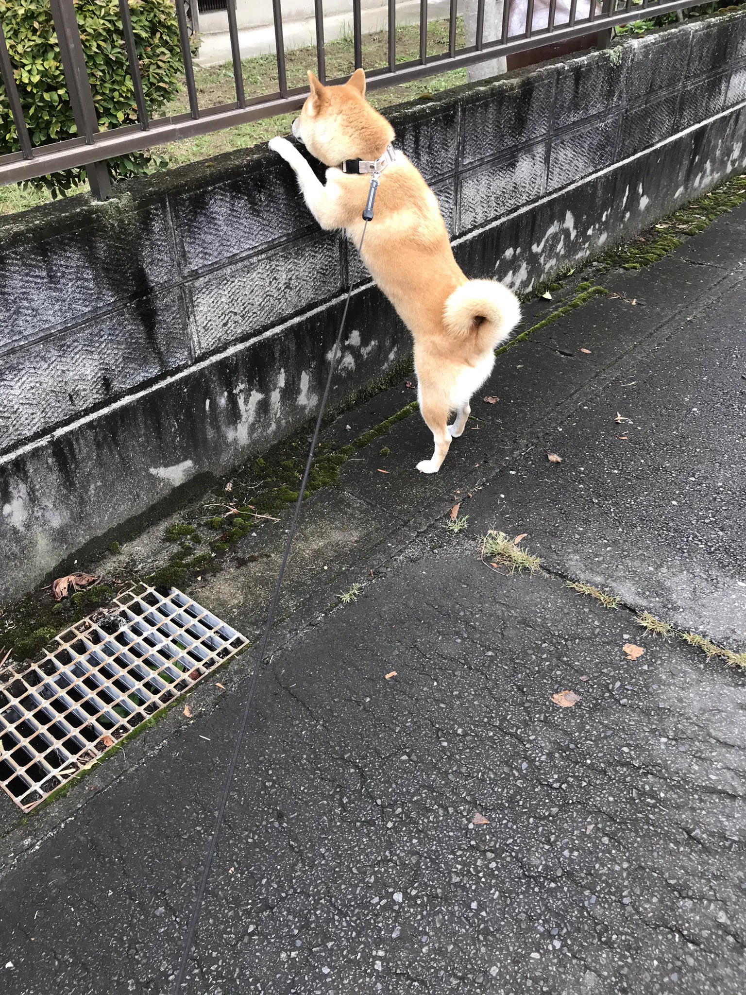 うちは日によって右巻きだったり左巻きだったり。
この日は左巻き(ᵔᴥᵔ)  