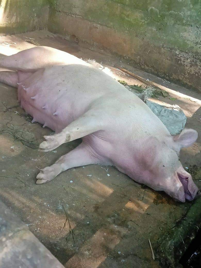 NEPPFA_'s tweet photo. #AfricanSwineFeverAssam
#AssamPiggerySector
Pigs are still dying in various places in Assam. In the month of October:
- Almost a thousand pigs have died in and around Berhampore area, and
- About 200 pigs have died in Azara area.
Veterinary support has been negligible. https://t.co/w4hd1bRKuy