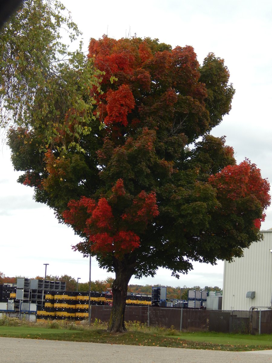 JELHouck's tweet photo. #Michigan #fall #fallcolors #Autumn #pictures #photograghy #NaturePhotography  #nature #beauty          A beautiful fall / autumn day in Northern Michigan https://t.co/G4sDoxoOYJ
