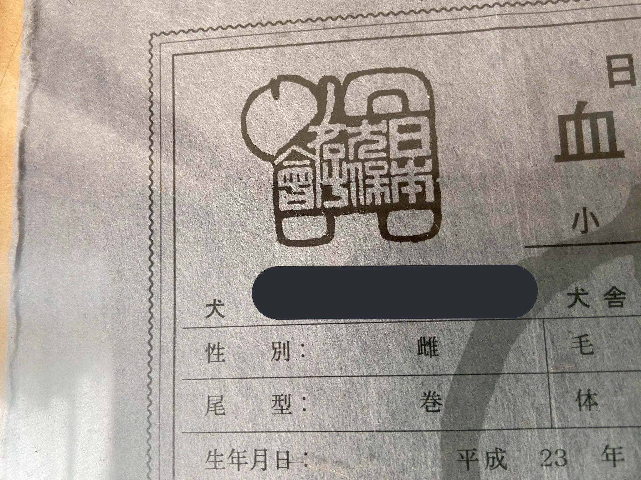 ずっと疑問だったんだけど😅
血統書に『尾型』ってあるでしょ？生まれてすぐにわかって、大きくなっても変わらないの❓
で…巻かない子はここになんて書いてあるの❓  