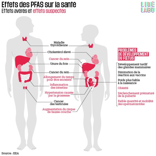 L’eau que l’on boit est l’une des principales sources d’exposition. Vient ensuite ce que nous mangeons, en particulier les poissons, mollusques et crustacés (surtout de rivière), les fruits (les PFAS peuvent être absorbés au niveau racinaire par les plantes), les œufs...