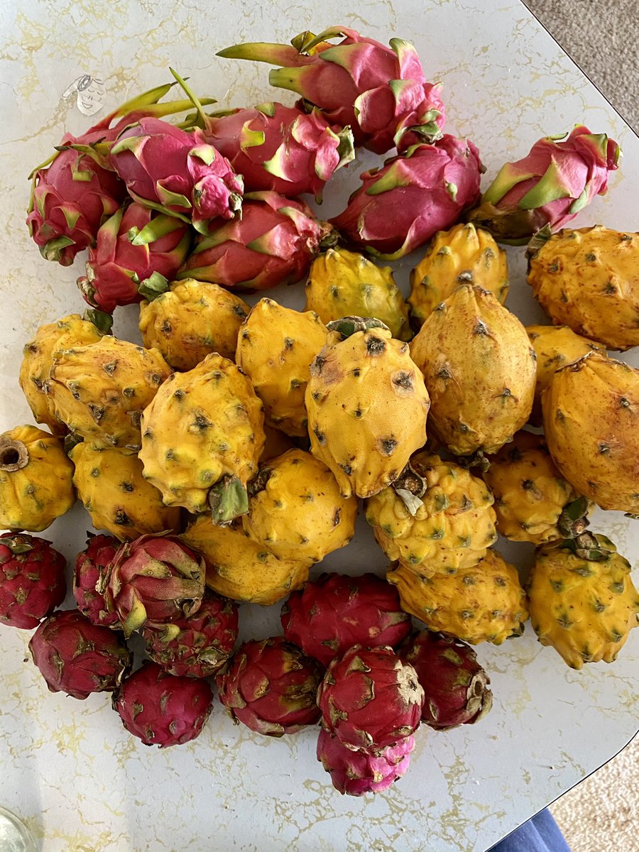 Can you say DRAGONFRUIT⁉️ I ordered 3 mystery boxes from <a href="/miamifruit/">Miami Fruit</a> &amp; received a whole lot of it. I guess we know what my smoothies gonna consist of this month. Maybe I’ll get a little more variety next month.