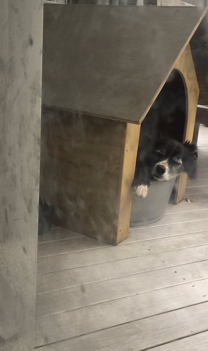 pippy_ms's tweet photo. When you’ve been for a big muddy walk &amp; you’re not allowed inside until you’re properly dry. Bella has taken herself to bed. Special filter provided by Bella smudges on the door #Bella #OutsideDog 😂 https://t.co/jsFEgxp9Q4