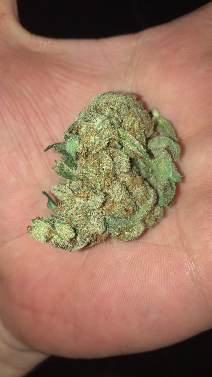 FLChronicCritix's tweet image. @growhealthy_fl 👌blessed never stressed #SiliconValleyOG