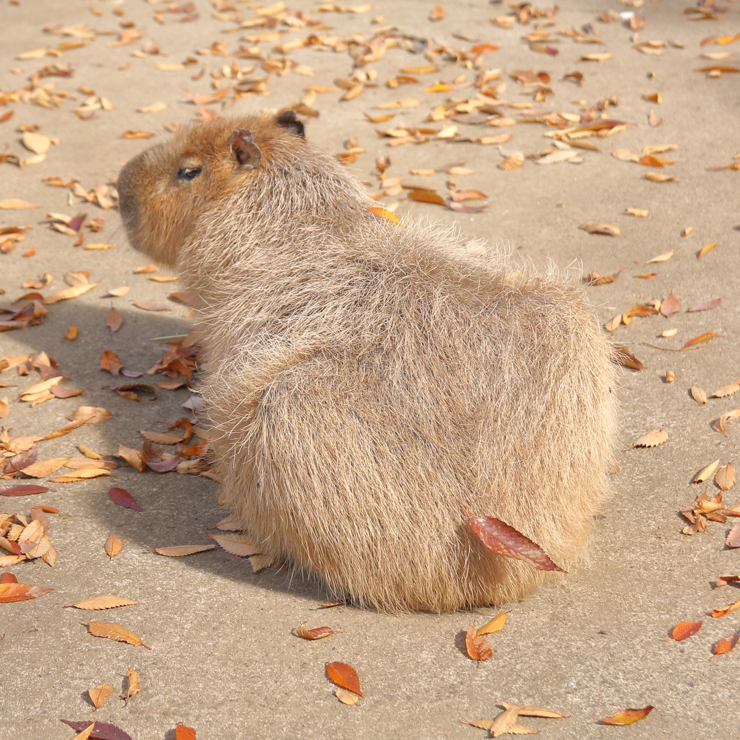 阿蘇カドリー ドミニオン 公式 落ち葉がくっついたカピバラさん お尻の葉っぱがまるで尻尾のようです 阿蘇 カドリードミニオン カピバラ T Co Jv6wg1xwwu Twitter 阿蘇カドリー ドミニオン 公式 落ち葉がくっついたカピバラさん お尻の葉っぱがまるで尻尾のようです 阿蘇 カドリードミニオン カピバラ T Co Jv6wg1xwwu Twitter