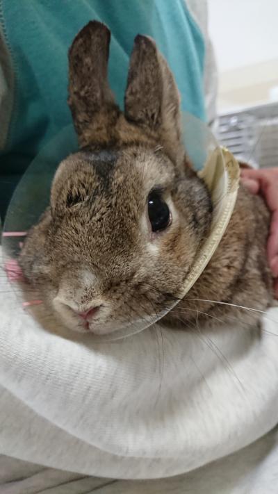 うさぎのみみこ Morino Usagi Twitter うさぎのみみこ Morino Usagi Twitter