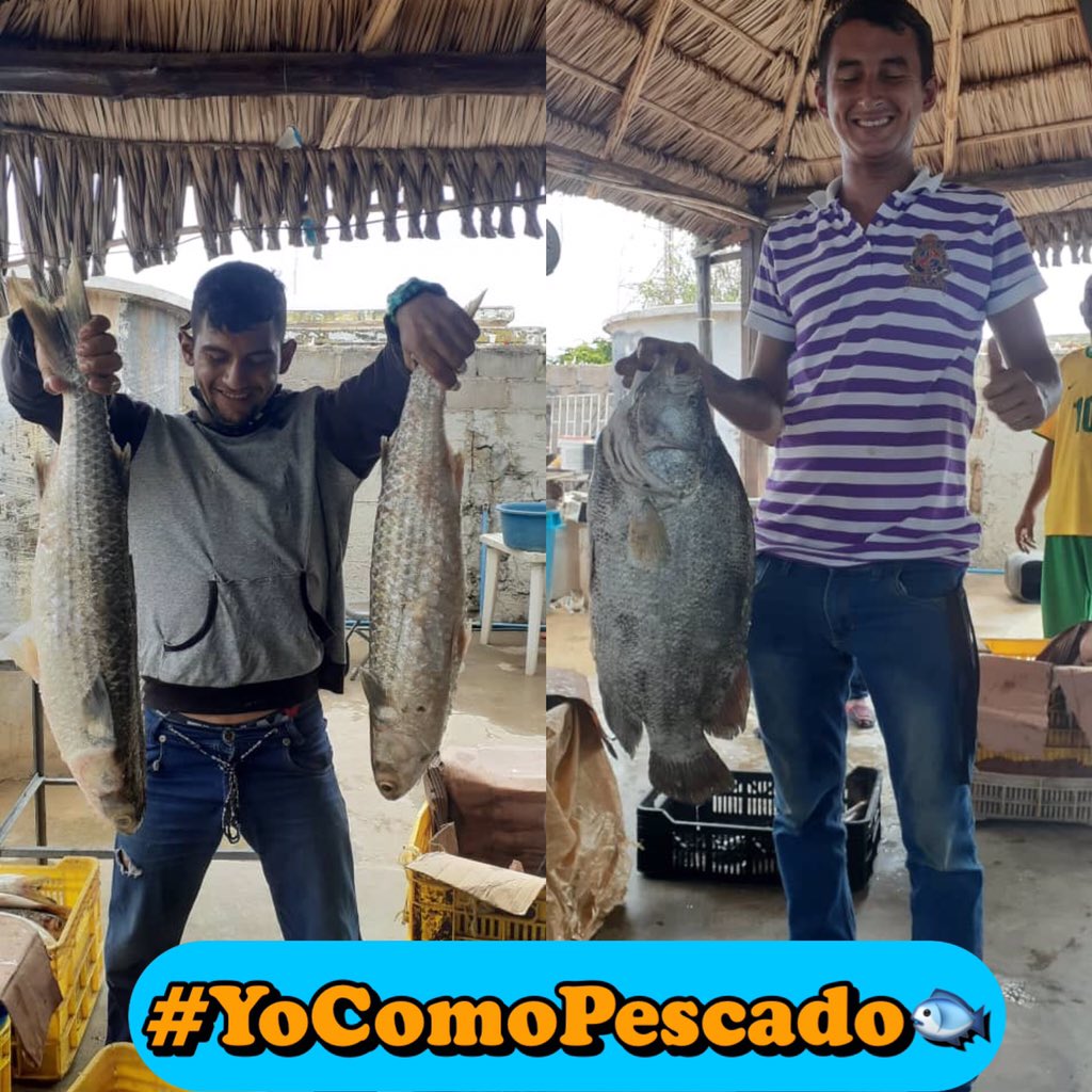 El pescado es delicioso, nutritivo y del pueblo Venezolano. Arriba cada pescador que cumple con su labor, sigamos trabajando con fuerza y en conjunto🎣.
#YoComoPescado🐟
 #EnAlianzaProductiva @Insopesca @Minpescave2 @juanlayavargas @Estradacandanga @OmarprietogobO