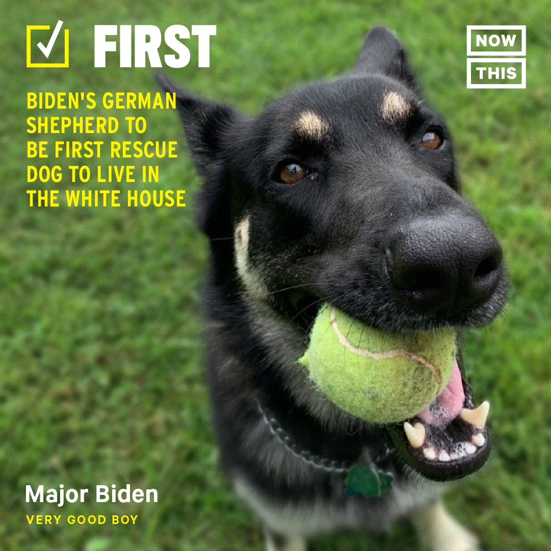 nowthisimpact's tweet photo. Major, President-elect Joe Biden's German shepherd, will become the first-ever rescue dog to live in the White House 🐾 https://t.co/P0XqbZD4ih