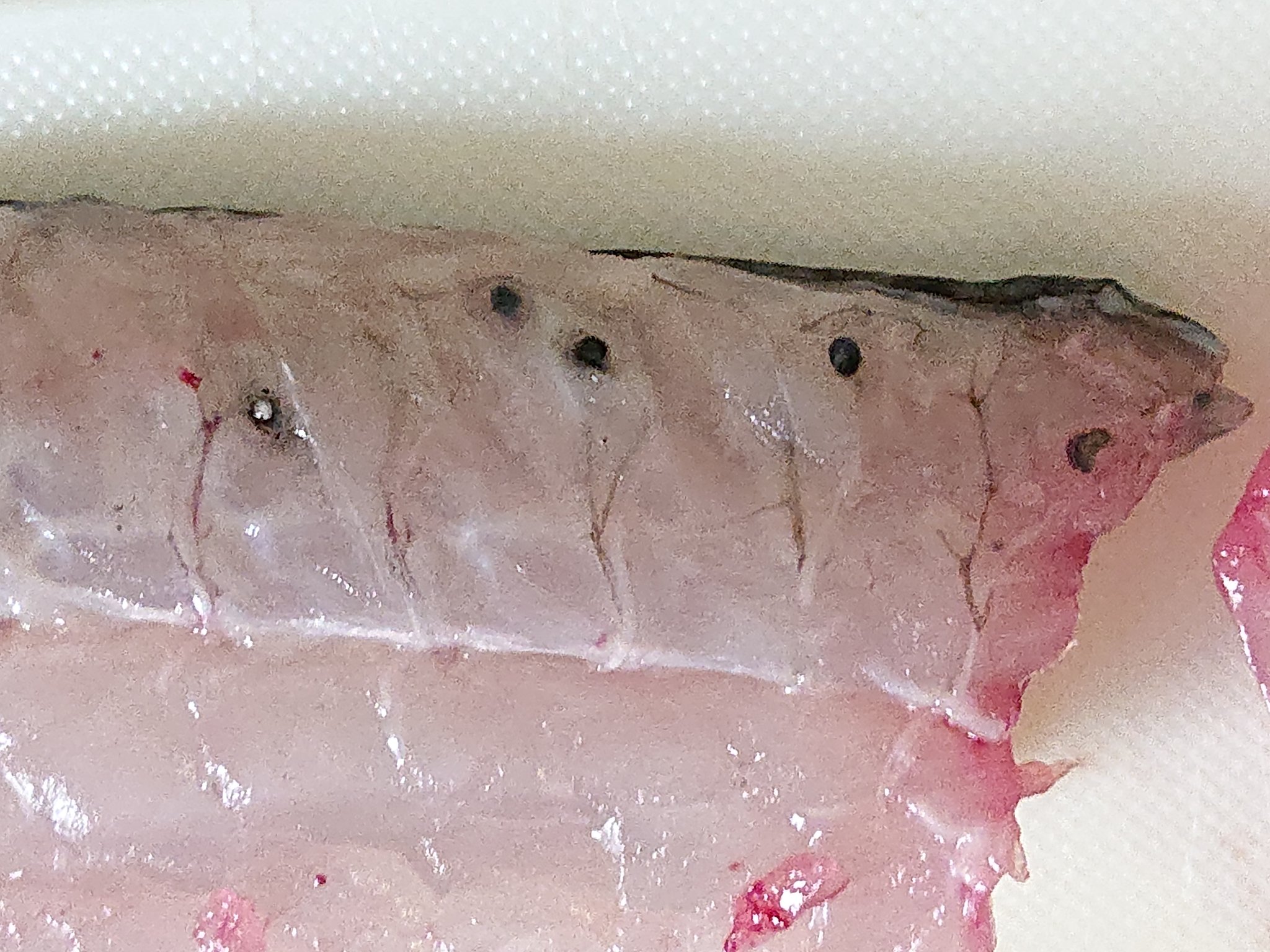 クロソイ 刺身 寄生虫 クロソイ 刺身 寄生虫
