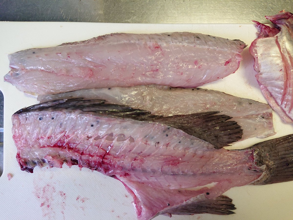 旭川医大寄生虫学講座 クロソイを買ってきたよ