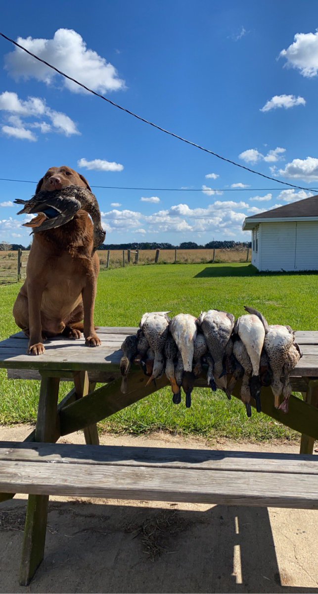 hog_slayer2817's tweet photo. Back in my element 🦆#3manlimit #mallard #pintails #gadwall #teal #spoonies https://t.co/Dq0XDcxWzP