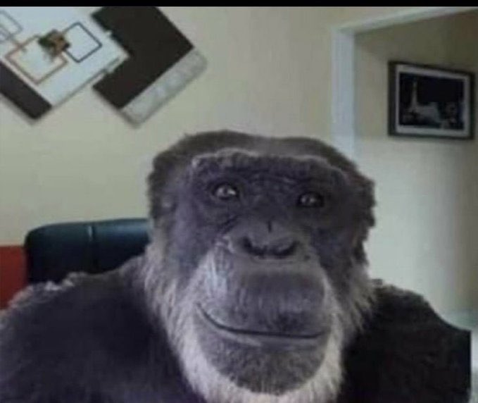monkey look at camera meme｜TikTok Search