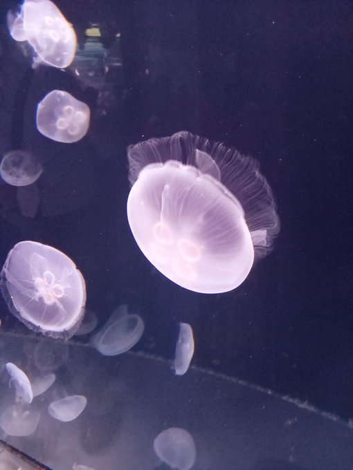 クラゲ 高画質 のtwitterイラスト検索結果