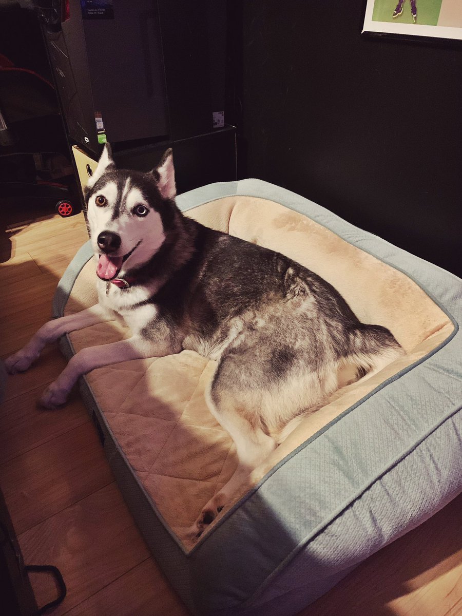 KDoubleESun's tweet photo. I swear this diva be hella spoiled. ๐คฆ๐ปโโ๏ธ Not only did I buy her one bed but she wanted a 2nd one to keep all her babies in! (Toys) ๐ถโฅ๏ธ
โข
#SpoiledRotten #MyBabyGirl #DoggoDad #SiberianHusky https://t.co/1bOf0r9jAb