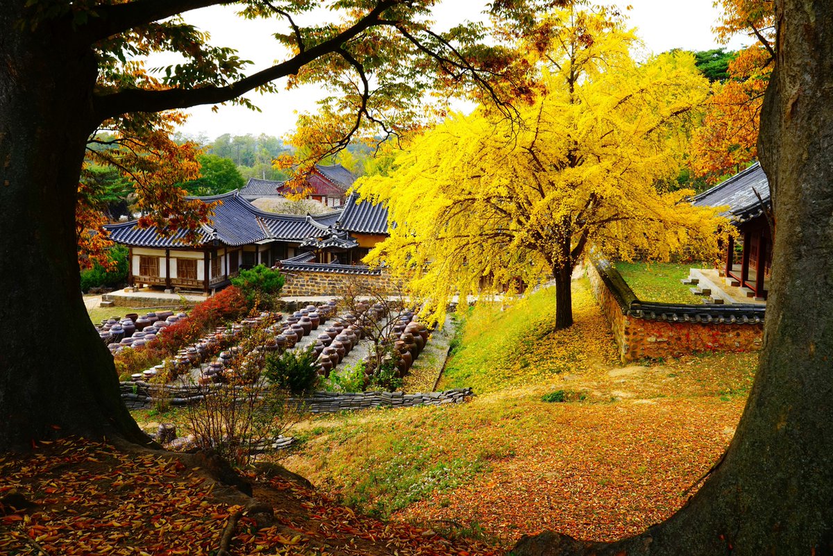 KoreanTravel's tweet photo. Myeongjae House is pretty all year round, but it's most colorful during autumn! 😍🍂 

Myeongjae House 
📍 50, Noseongsanseong-gil, Nonsan-si, Chungcheongnam-do

#VisitKorea later #kto #OurHeartsAreAlwaysOpen #fallfoliage #autumninkorea #Myeongjaegotaek https://t.co/H0jAmwh2jI