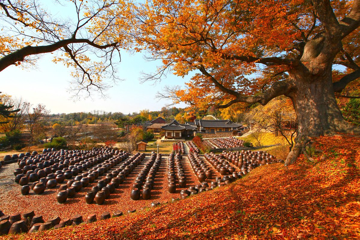 KoreanTravel's tweet photo. Myeongjae House is pretty all year round, but it's most colorful during autumn! 😍🍂 

Myeongjae House 
📍 50, Noseongsanseong-gil, Nonsan-si, Chungcheongnam-do

#VisitKorea later #kto #OurHeartsAreAlwaysOpen #fallfoliage #autumninkorea #Myeongjaegotaek https://t.co/H0jAmwh2jI