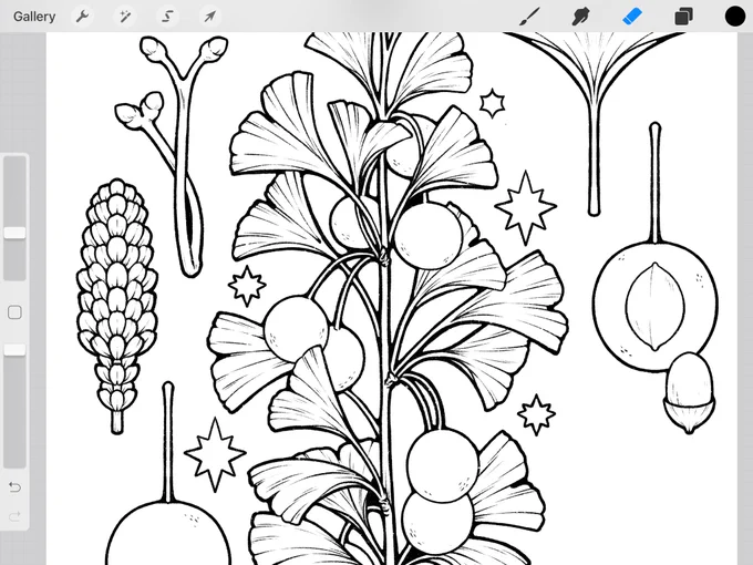 BREAKING NEWS all parts of ginkgo trees are extremely beautiful and fun to draw ? #wip 