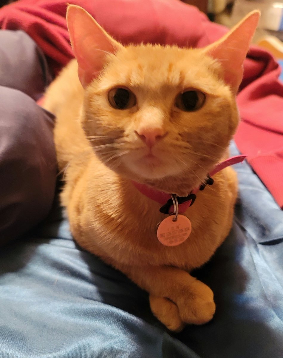 cementhead60's tweet photo. @May_wise This is our new rescue cat Tilly. Hope you don't mind. It was the red hair and beautiful eyes. https://t.co/TRdm0l0wQk