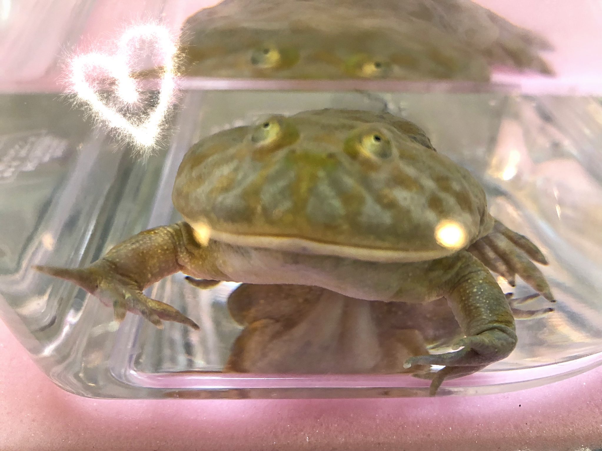 広瀬 あいら ラウンジ蝶々 オーナー 通常営業中 カエル画像注意 先日 我が家にお迎えした バジェットガエル 南米原産のカエルなので小型パネルヒーターで保温しています まだ聞いた事はありませんが 敵を威嚇する時に ギャアアアア