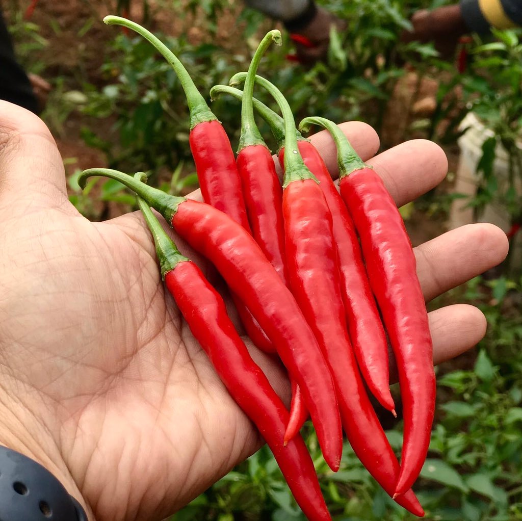 FreshHarvestIND's tweet photo. This season’s fresh red chillies, now sun dried &amp; packed for your kitchen shelf! 😍🌶

If you know your farmers then you can choose to buy small batches of seasonal produce..rather than big large packs from the hyper markets. Eating seasonally fresh produce is healthy! 
#KhetSe https://t.co/bUTxnHwM4E
