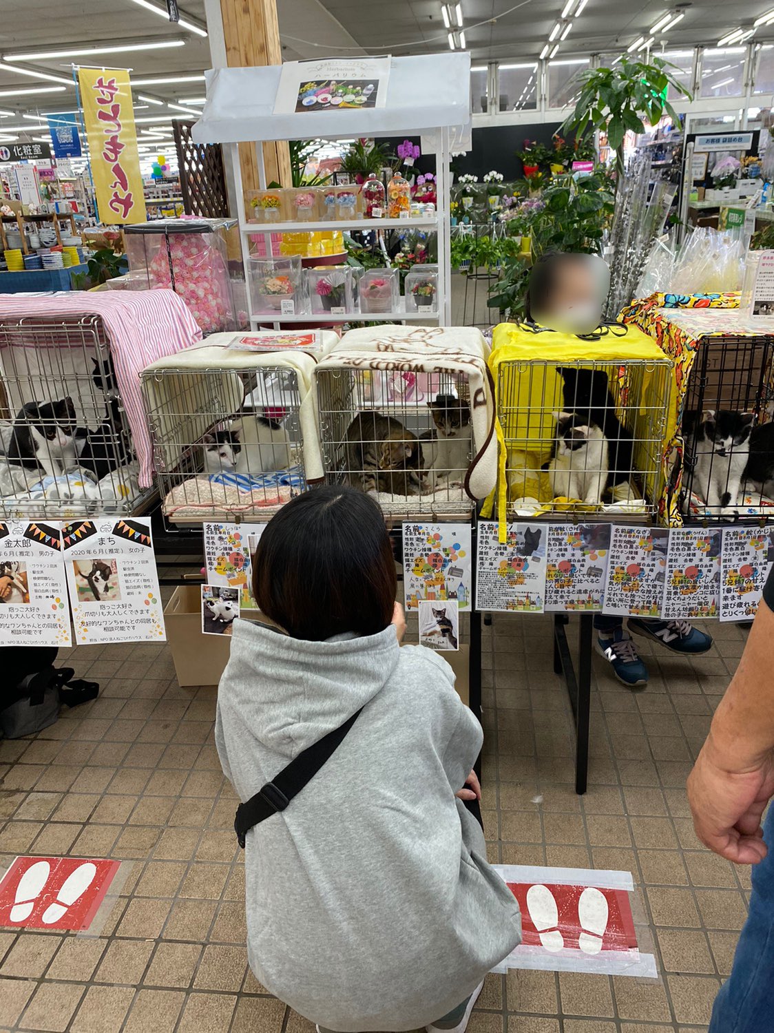 ねこひげハウス 次回譲渡会3 日 島忠大谷田店 譲渡会に参加中です 可愛い猫ちゃんたち 島忠八潮店 保護猫譲渡会 １５ ００まで開催しています 整理券がなくてもご参加可能です 埼玉県八潮市大字大曽根1151 1 T Co 6apuae1paj