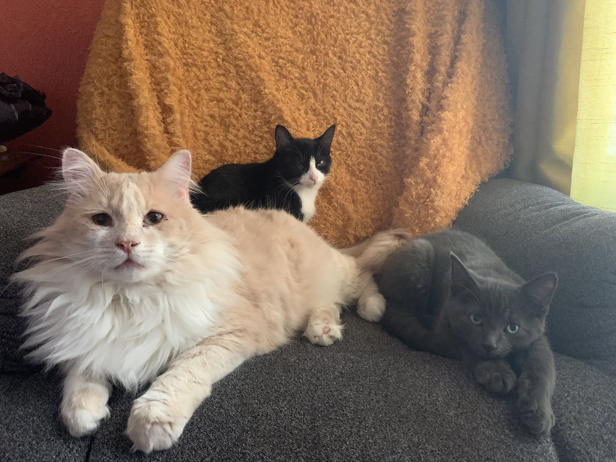 FunkyAnge's tweet photo. @Freyyx Our 3 babies❤️ Orange, is Buddy our 8 1/2 years rescue! Grey is Harry our 3 1/2 months! And black and white is Chi-Chi our 6 months old❤️❤️🙃 https://t.co/61bPEPrtzg
