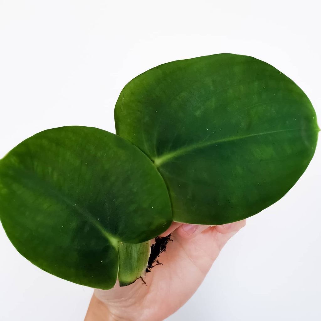 Annual_Leaf's tweet photo. My favourite at the moment 😌
#indoorplantsaustralia #indoorplantsofinstagram #indoorjungle #trailingthingsthursday #trailingplants #shingleplant #rhaphidophora #foliagefriday #foliageplants #plantsagram #crazyplantlady #plantythings #greenyourfeed #lifewellleafed #upleaftin… https://t.co/CcO89MKwqU
