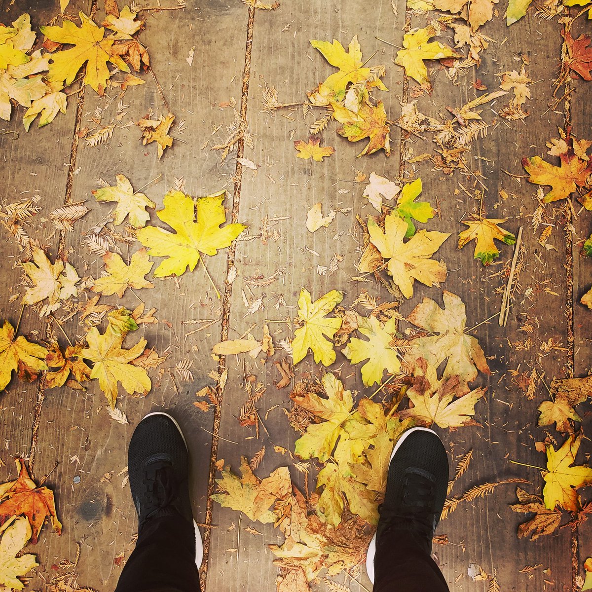 Bodintures's tweet photo. Things change. Sometimes it hurts. Sometimes it hurts a lot. Sometimes it's for the best #MuirWoods #fall #alwaysafirsttimeforeverything #California #wheninCalifornia #bodintures #lakwatsera #travel #travelphotography #photography #outdoor #wanderlust #weekendtrip #explore https://t.co/YdPuWi6Xhq