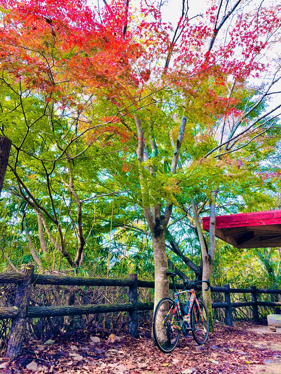 ofm7Gl6xGzC1sXJ's tweet photo. 今日は秋カラーのアレスプでサイクリング🍁
久しぶり乗ったけど、反応クイックで車体軽く、ぐんぐんスピード出してもた😱
乗り味の違うバイクを持ってると、こういった楽しみ方ができるから良き👍
#roadbike #specialized #allezsprint #redhookcrit https://t.co/YrOsrgi0ec