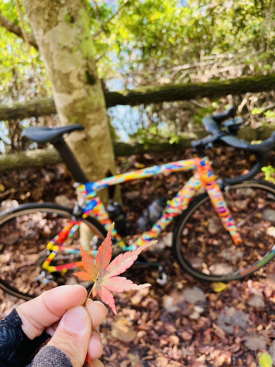 ofm7Gl6xGzC1sXJ's tweet photo. 今日は秋カラーのアレスプでサイクリング🍁
久しぶり乗ったけど、反応クイックで車体軽く、ぐんぐんスピード出してもた😱
乗り味の違うバイクを持ってると、こういった楽しみ方ができるから良き👍
#roadbike #specialized #allezsprint #redhookcrit https://t.co/YrOsrgi0ec