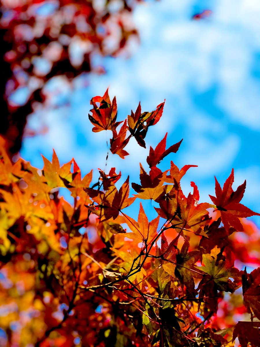 ofm7Gl6xGzC1sXJ's tweet photo. 今日は秋カラーのアレスプでサイクリング🍁
久しぶり乗ったけど、反応クイックで車体軽く、ぐんぐんスピード出してもた😱
乗り味の違うバイクを持ってると、こういった楽しみ方ができるから良き👍
#roadbike #specialized #allezsprint #redhookcrit https://t.co/YrOsrgi0ec